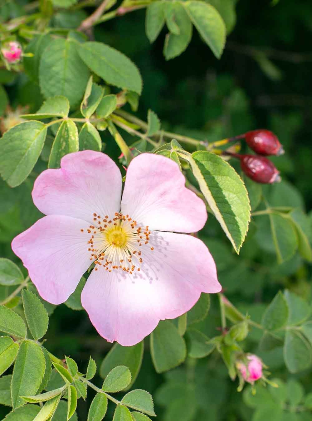 Kraeuterbild_Wildrose_1000x1350_4efd6240-f726-4408-af87-7dd4b62f1f94.jpg