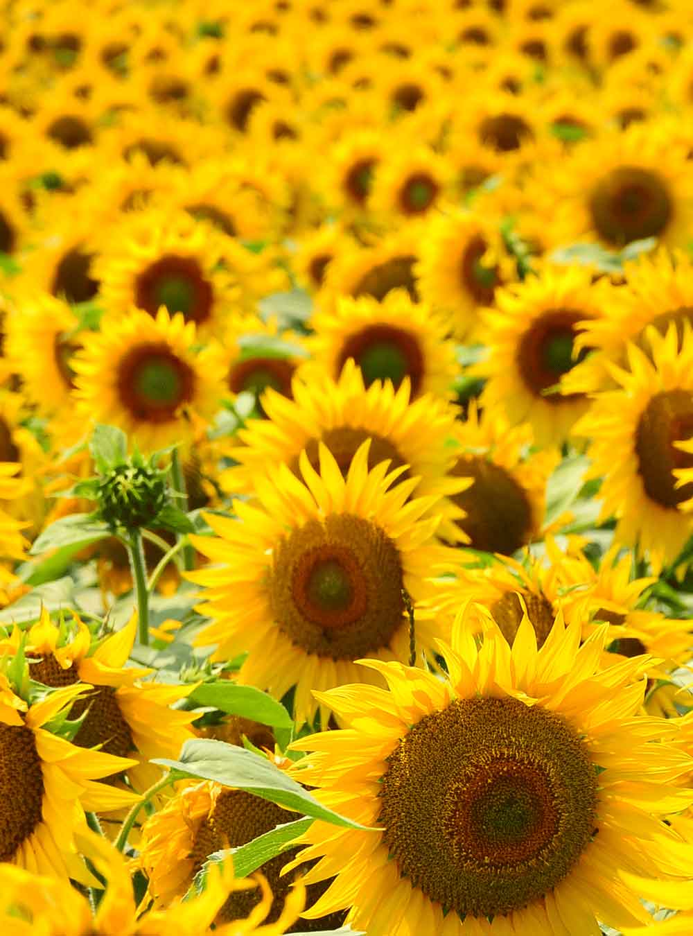 Rausch_Sonnenblume (1).jpg