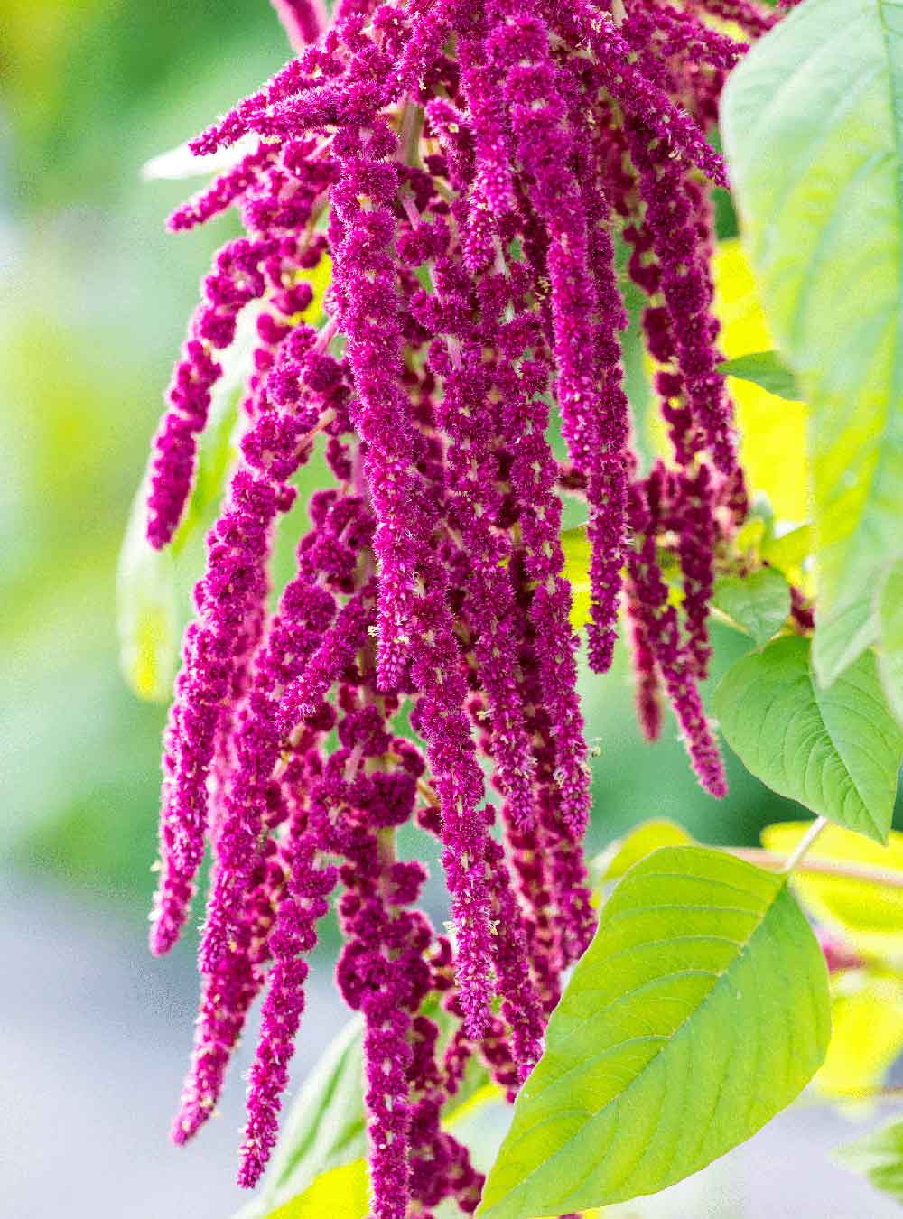 rausch_kraeuter_amaranth.jpg